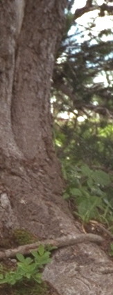 Washington State, U.S.A.